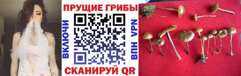 Псилоцибиновые грибы прущие грибы Купить где Дагестанские Огни